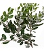 Verse Pittosporum Ralphi takken | Lengte 60 centimeter | Per bos van 400 gram te bestellen