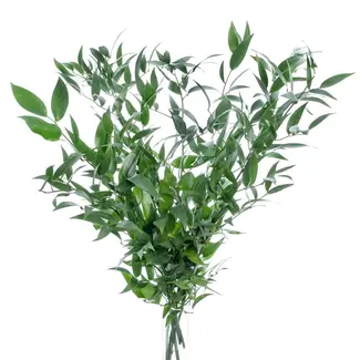 Florimo Fresh Flowers Fresh Italian Ruscus | Length 65 centimetres | Per 200 grams