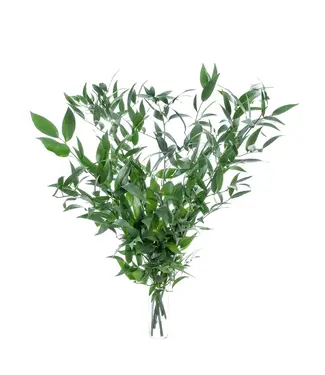 Florimo Fresh Flowers Frischer italienischer Ruscus | Länge 65 Zentimeter | Pro 200 Gramm