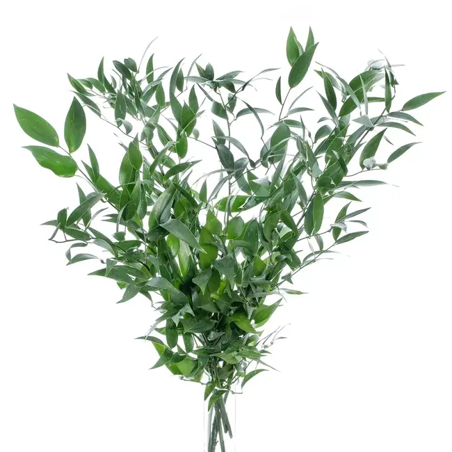 Fresh Italian Ruscus | Length 65 centimetres | Available per bunch of 200 grams