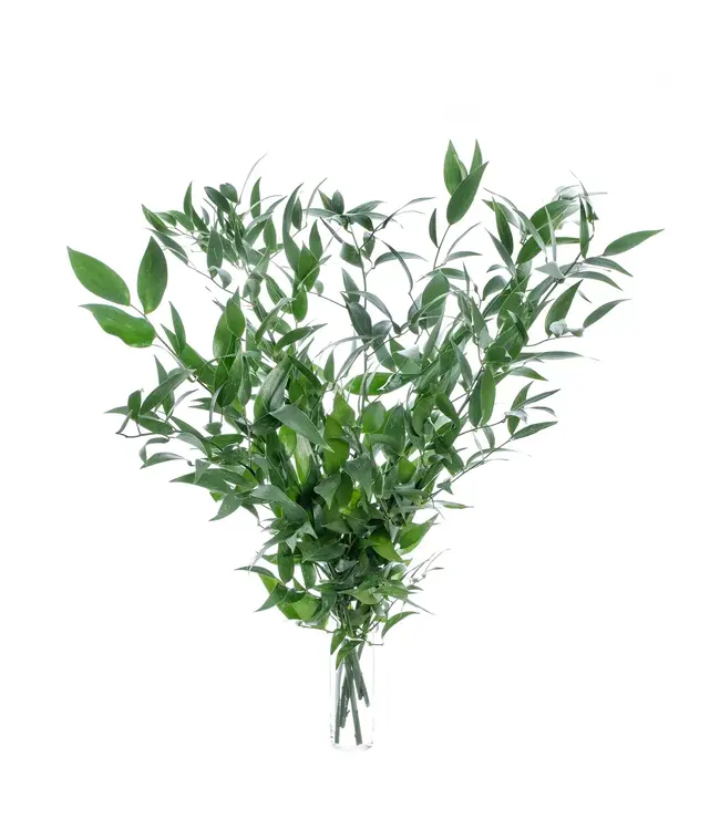 Frischer italienischer Ruscus | Länge 65 Zentimeter | Pro Bund von 200 Gramm bestellbar