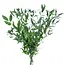 Fresh Italian Ruscus | Length 65 centimetres | Available per bunch of 200 grams