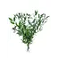 Fresh Italian Ruscus | Length 65 centimetres | Available per bunch of 200 grams