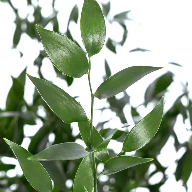 Fresh Italian Ruscus | Length 65 centimetres | Available per bunch of 200 grams