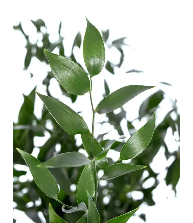 Verse Italiaanse Ruscus | Lengte 65 centimeter | Per bos van 200 gram te bestellen