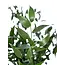 Fresh Italian Ruscus | Length 65 centimetres | Available per bunch of 200 grams