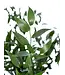 Verse Italiaanse Ruscus | Lengte 65 centimeter | Per bos van 200 gram te bestellen