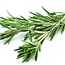 Fresh Rosemary Sprigs | Length 55 centimetres | Available per bunch of 200 grams