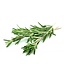 Florimo Fresh Flowers Verse Rozemarijn takken | Lengte 55 centimeter | Per 200 gram