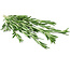 Fresh Rosemary Sprigs | Length 55 centimetres | Available per bunch of 200 grams