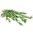 Verse Rozemarijn takken | Lengte 55 centimeter | Per bos van 200 gram te bestellen