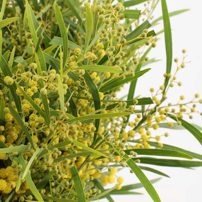Fresh Mimosa Acacia Mirandol | Length 55 centimetres | Available per bunch of 350 grams
