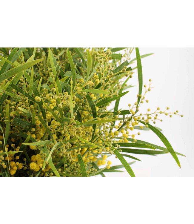 Frische Mimose Acacia Mirandol | Länge 55 Zentimeter | Pro Bund von 350 Gramm zu bestellen