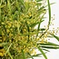 Frische Mimose Acacia Mirandol | Länge 55 Zentimeter | Pro Bund von 350 Gramm zu bestellen