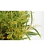 Verse Mimosa Acacia Mirandol | Lengte 55 centimeter | Per bos van 350 gram te bestellen