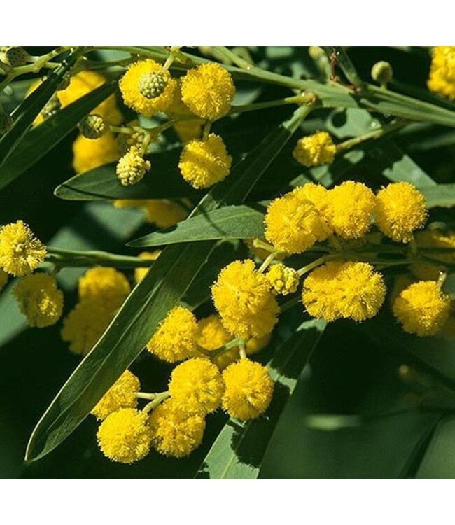 Frische Mimose Acacia Mirandol | Länge 55 Zentimeter | Pro Bund von 350 Gramm zu bestellen