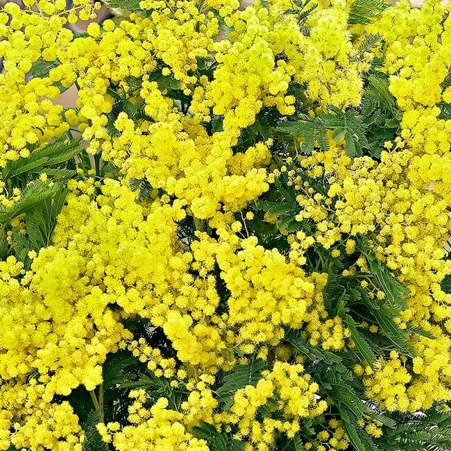 Frische Mimose Acacia Mirandol | Länge 55 Zentimeter | Pro Bund von 350 Gramm zu bestellen
