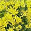 Frische Mimose Acacia Mirandol | Länge 55 Zentimeter | Pro Bund von 350 Gramm zu bestellen