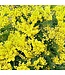 Frische Mimose Acacia Mirandol | Länge 55 Zentimeter | Pro Bund von 350 Gramm zu bestellen