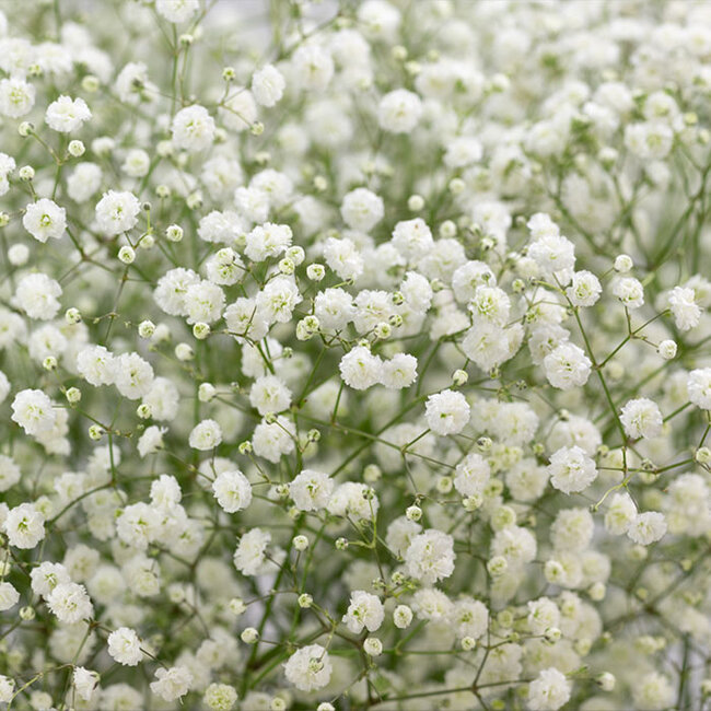 Fresh white natural Gypsophila paniculata | 30 grams | 25 branches per bunch | Order per bunch