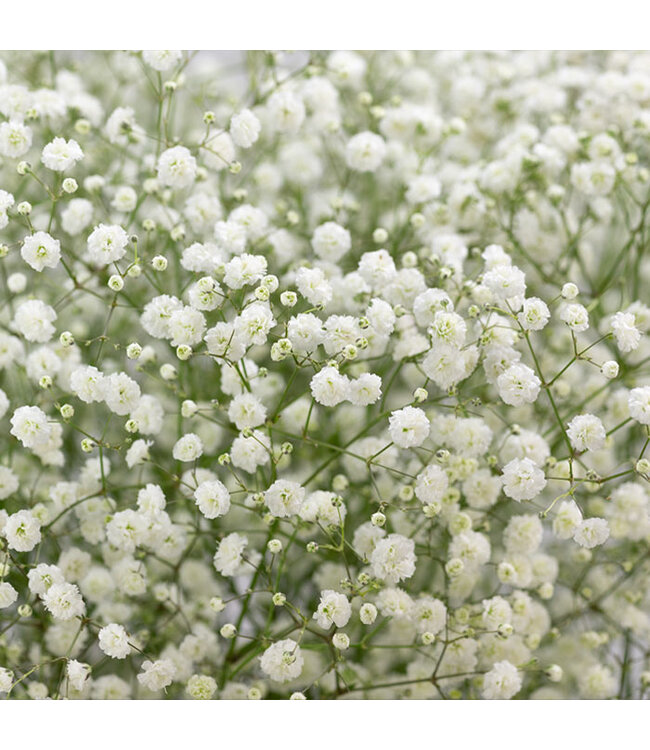 Frisches weißes natürliches Gypsophila paniculata | 30 Gramm | 25 Zweige pro Strauß | Bestellung pro Strauß