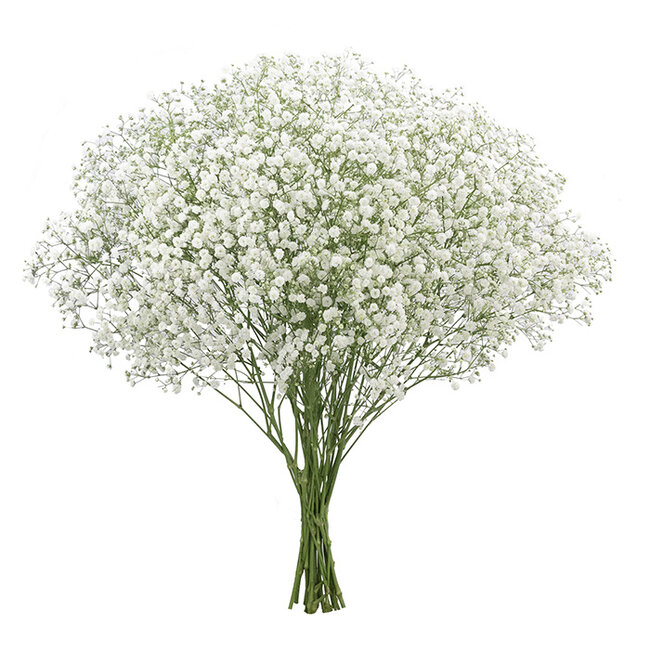 Vers wit naturel Gipskruid | Gypsophila paniculata Xlence | 30 gram | 25 takken per bos | Per bos te bestellen