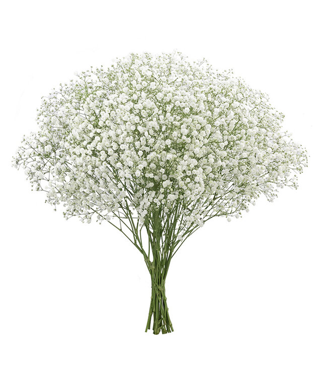 Vers wit naturel Gipskruid | Gypsophila paniculata Xlence | 30 gram | 25 takken per bos | Per bos te bestellen