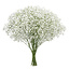 Frisches weißes natürliches Gypsophila paniculata | 30 Gramm | 25 Zweige pro Strauß | Bestellung pro Strauß