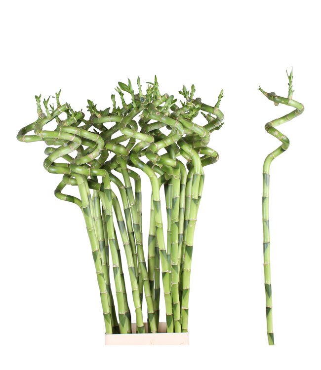 Verse Dracaena sanderiana "Lucky Bamboo" | Lengte 70 centimeter |  10 takken per bos | Per bos te bestellen