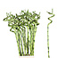 Verse Dracaena sanderiana "Lucky Bamboo" | Lengte 70 centimeter |  10 takken per bos | Per bos te bestellen