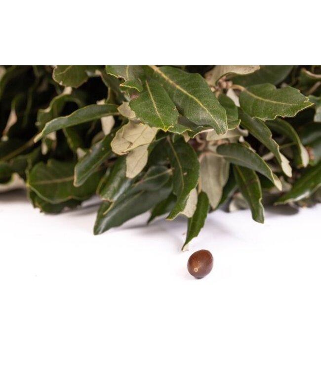 Frische Steineichenäste | 250 Gramm pro Bündel | Länge 65 - 70 Zentimeter | Bundweise bestellen