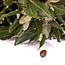 Fresh Holm Oak branches | 250 grams per bundle | Length 65 - 70 centimetres | Order by bunch