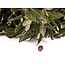Fresh Holm Oak branches | 250 grams per bundle | Length 65 - 70 centimetres | Order by bunch