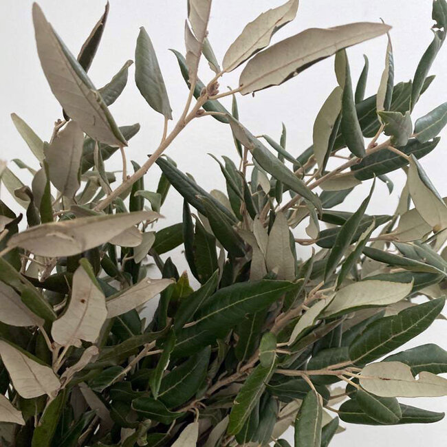 Fresh Holm Oak branches | 250 grams per bundle | Length 65 - 70 centimetres | Order by bunch