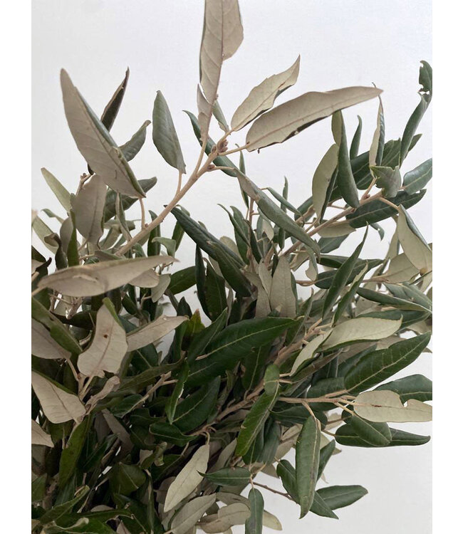 Frische Steineichenäste | 250 Gramm pro Bündel | Länge 65 - 70 Zentimeter | Bundweise bestellen