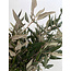 Fresh Holm Oak branches | 250 grams per bundle | Length 65 - 70 centimetres | Order by bunch