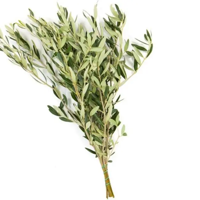 Verse Olijftakken | 350 - 400 gram per bos | Lengte 65 - 70 centimeter | Per bos te bestellen