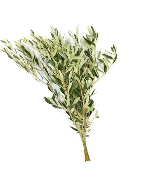Verse Olijftakken | 350 - 400 gram per bos | Lengte 65 - 70 centimeter | Per bos te bestellen