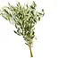 Verse Olijftakken | 350 - 400 gram per bos | Lengte 65 - 70 centimeter | Per bos te bestellen