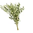 Fresh Olive branches | 350 - 400 grams per bunch | Length 65 - 70 centimetres | Order per bunch