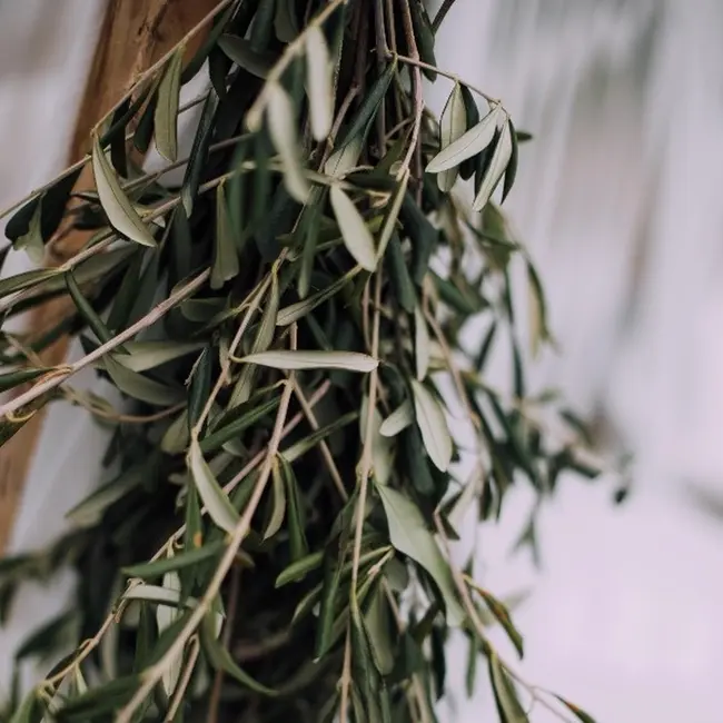 Fresh Olive branches | 350 - 400 grams per bunch | Length 65 - 70 centimetres | Order per bunch