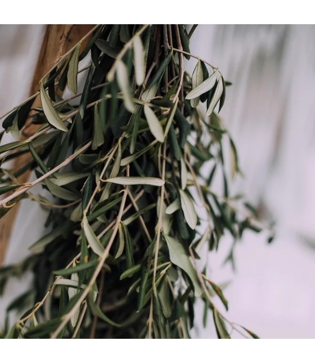 Frische Olivenzweige | 350 - 400 Gramm pro Strauß | Länge 65 - 70 Zentimeter | Bestellung pro Strauß