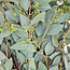 Fresh Eucalyptus Populus with berries | 300 grams per bunch | Length 65 - 70 centimetres | Order per bunch