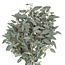 Fresh Eucalyptus Populus with berries | 300 grams per bunch | Length 65 - 70 centimetres | Order per bunch