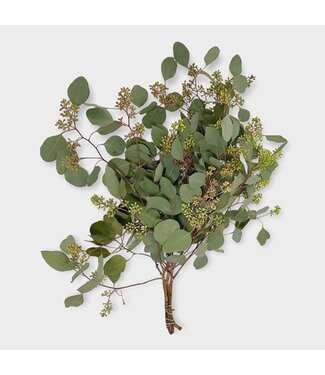Florimo Fresh Flowers Verse Eucalyptus Populus met besjes | 300 gram per bos | Lengte 65 - 70 centimeter | Per bos Florimo Fresh Flowers Verse Eucalyptus Populus met besjes | 300 gram per bos | Lengte 65 - 70 centimeter | Per bos