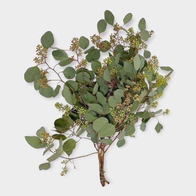 Fresh Eucalyptus Populus with berries | 300 grams per bunch | Length 65 - 70 centimetres | Order per bunch