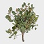 Fresh Eucalyptus Populus with berries | 300 grams per bunch | Length 65 - 70 centimetres | Order per bunch