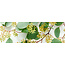 Fresh Eucalyptus Populus with berries | 300 grams per bunch | Length 65 - 70 centimetres | Order per bunch