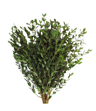 Florimo Fresh Flowers Frischer Eucalyptus Parvifolia | 350 - 400 Gramm pro Strauß | Länge 65 - 70 Zentimeter | Pro Strauß