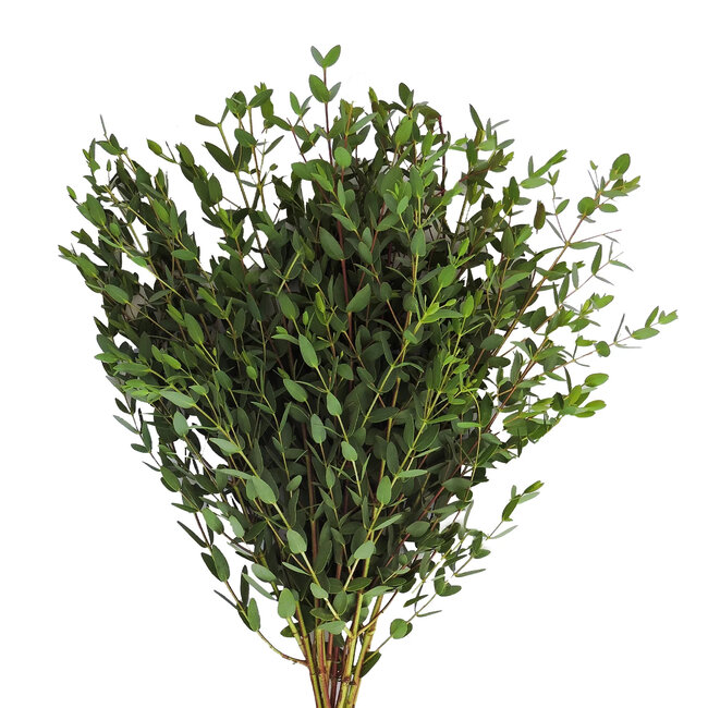 Fresh Eucalyptus Parvifolia | 350 - 400 grams per bunch | Length 65 - 70 centimetres | Order by bunch